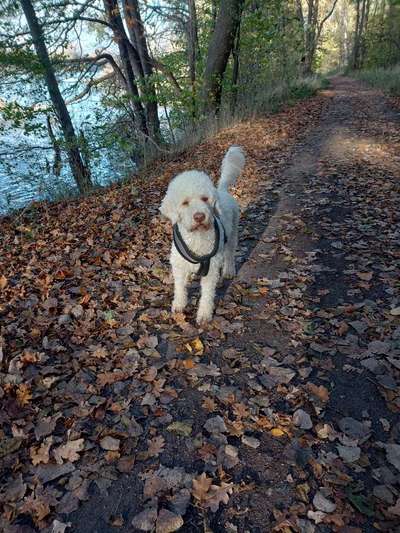 Lagotto Romagnolo Besitzer-Beitrag-Bild