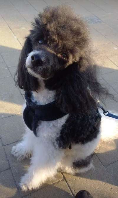 Alles rund um den Pudel-Beitrag-Bild