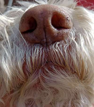 Zeigt mir die tollste Nahaufnahme von eurer Fellnase-Beitrag-Bild