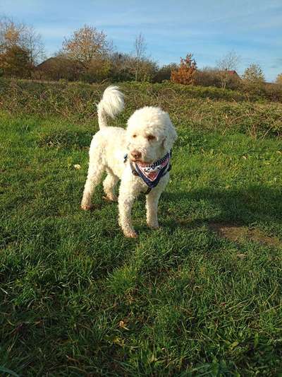 Lagotto Romagnolo Besitzer-Beitrag-Bild