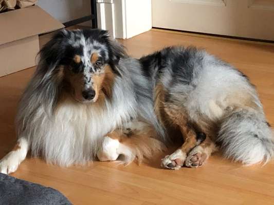 Collies gesucht-Beitrag-Bild