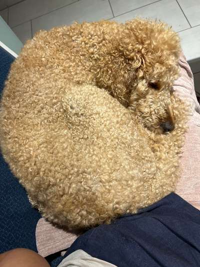 Top Dog-der Live Ticker Thread-Beitrag-Bild