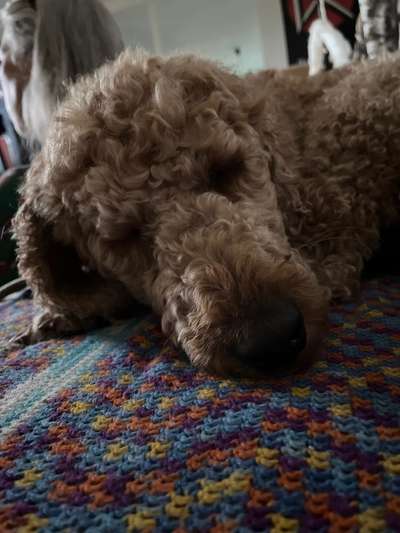 Top Dog-der Live Ticker Thread-Beitrag-Bild