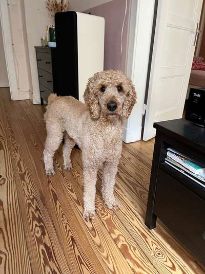 grumpy dog 😅-Beitrag-Bild