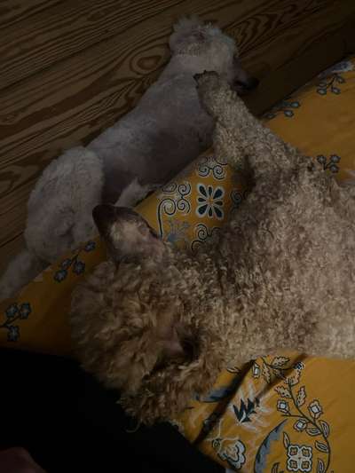 Trick Spiel - Koffer packen - der 16.-Beitrag-Bild