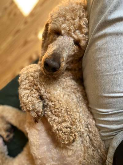 Fotowettbewerb "Liebeserklärung an deinen Hund!"-Beitrag-Bild