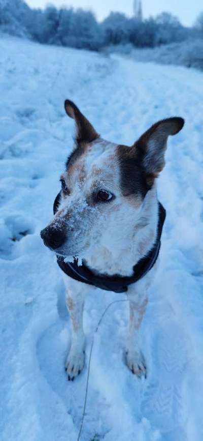 Hundebilder-Beitrag-Bild