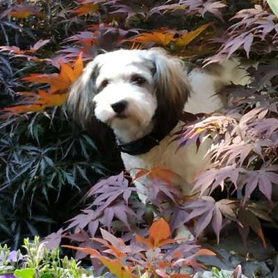 Hundetreffen-Gemeinsame Spaziergänge-Profilbild