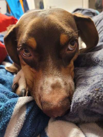 Dogorama Photo Challenge - Hundeblick zum hinschmelzen-Beitrag-Bild