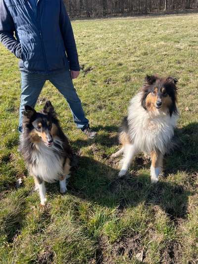 Collies -wo seid ihr?-Beitrag-Bild