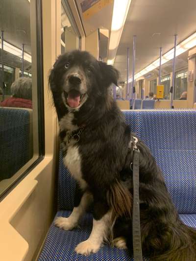 Husky Bordercollie Mischlinge-Beitrag-Bild