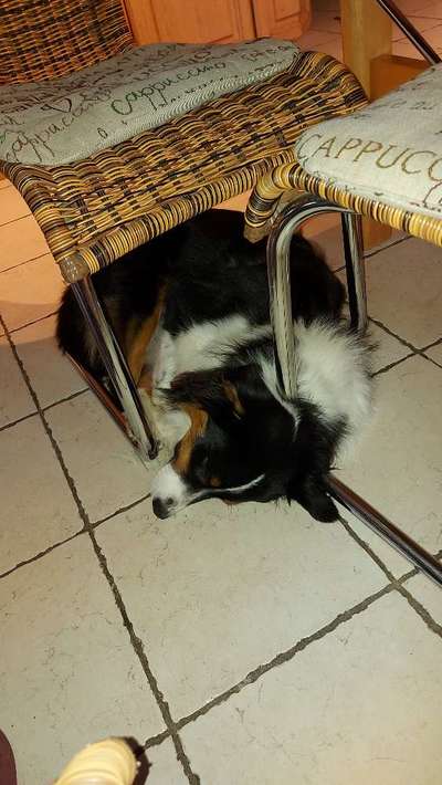 Aussies-Beitrag-Bild