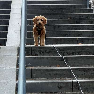 Hundetreffen-Hundefreundschaft oder Gassirunde-Bild