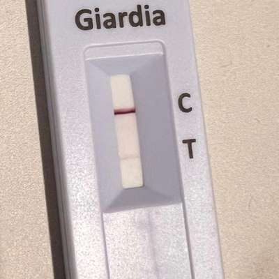 Giardien Schnelltest-Beitrag-Bild