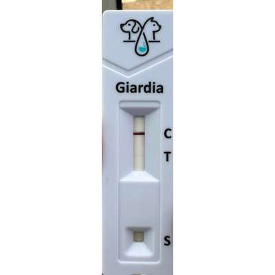 Giardien Schnelltest-Beitrag-Bild