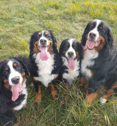 Wie heißt dein Hund?-Beitrag-Bild