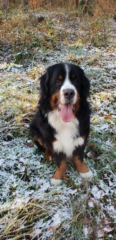 Dogorama Photo Challenge - Es wird nochmal kalt!-Beitrag-Bild