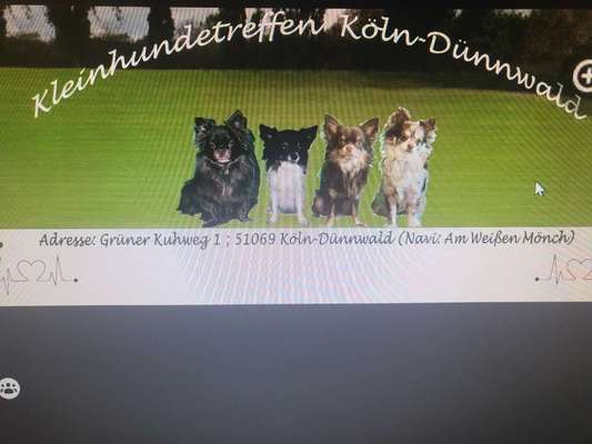 Hundetreffen-Kleinhundetreffen Köln-Dünnwald-Bild