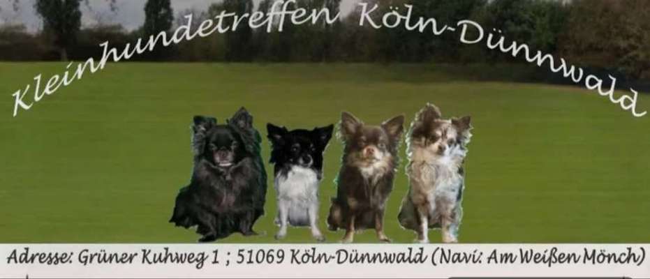 Hundetreffen-Kleinhundetreffen bis 7kg in Köln Dünnwald Impfpass erforderlich. Siehe auch Facebook  oder www.-Bild