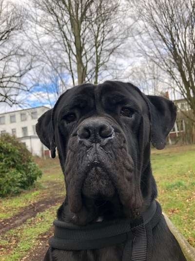 Rassensuche Cane Corso Italiano-Beitrag-Bild