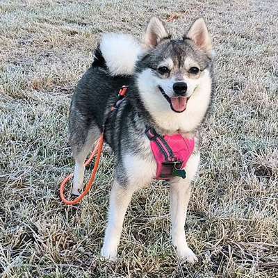 Hundetreffen-Treffen auf den Ilmwiesen