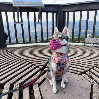 aktuelles Foto Gruppe Problem Hunde  (verhalten) austausch