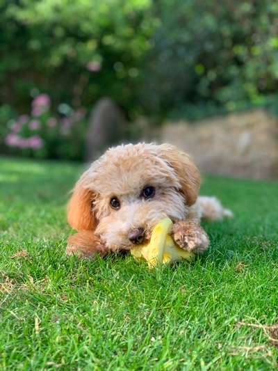 Zeigt mal die schönsten Bilder von euren Hunden !-Beitrag-Bild