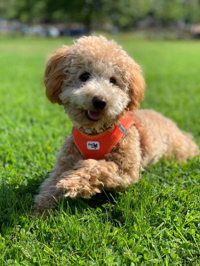 Die Dogorama Kalender Challenge Titelbild-Beitrag-Bild