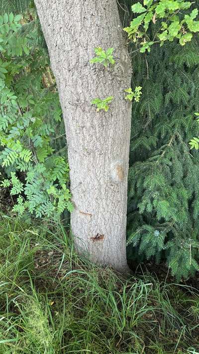 Giftköder-Eichenprozessionsspinner-Bild
