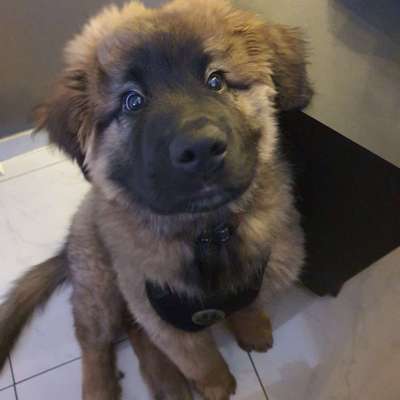 Dogorama Photo Challenge - Portrait-Beitrag-Bild