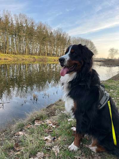 Berner Sennen-Beitrag-Bild