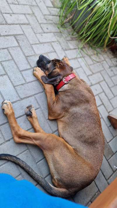 Dogorama Photo Challenge - Gassipause-Beitrag-Bild