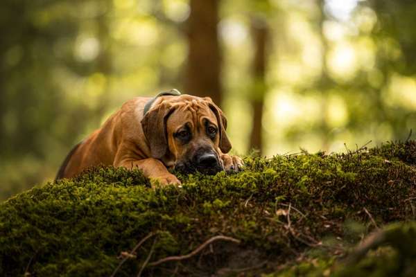 Dogorama Photo Challenge - Gassipause-Beitrag-Bild