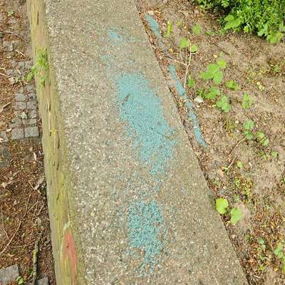 Giftköder-Blaukorn-Bild