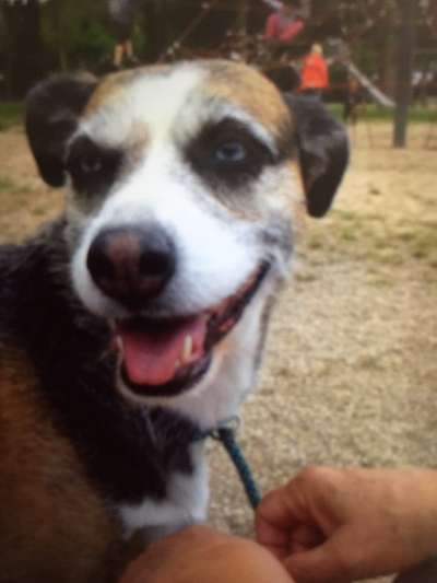 Mischlingshunde Foto Aufruf-Beitrag-Bild