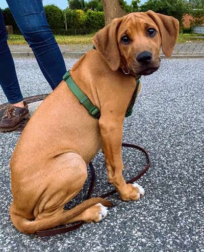 Rhodesian Ridgeback-Beitrag-Bild