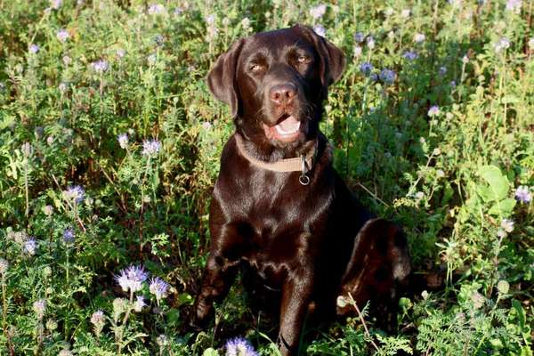 Die Dogorama Monats Challenge "Es grünt und blüht"-Beitrag-Bild