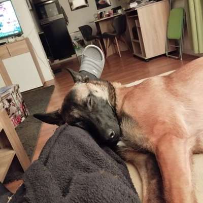 Darf der Hund bei Euch im Bett schlafen?-Beitrag-Bild