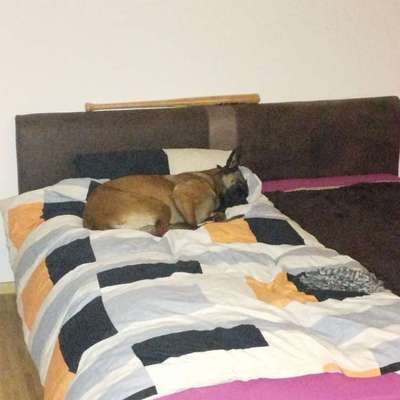 Darf der Hund bei Euch im Bett schlafen?-Beitrag-Bild