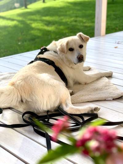 Labradorfans-Beitrag-Bild