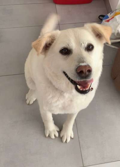 Wo sind die Golden Retriever Liebhaber?-Beitrag-Bild