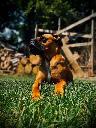 cane corso-Beitrag-Bild