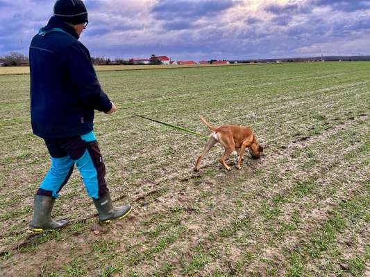 IGP- Fährten, Unterordnung, Schutzdienst-Beitrag-Bild