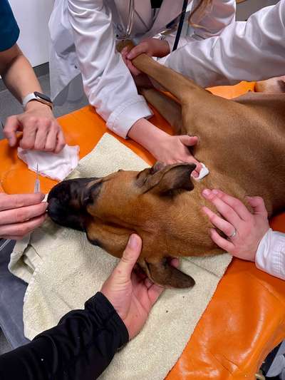 🩸🐾 Blut spenden? Ja. Aber bitte nicht mein Hund.-Beitrag-Bild