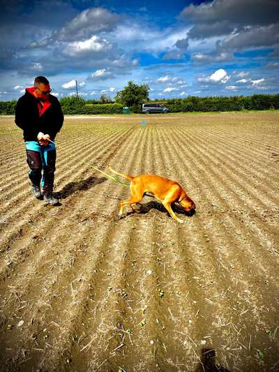 IGP- Fährten, Unterordnung, Schutzdienst-Beitrag-Bild