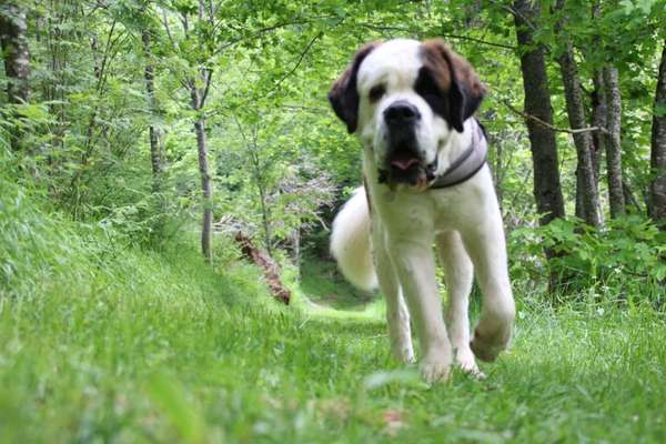 Hundetreffen-Spazieren im Schwarzwald-Profilbild