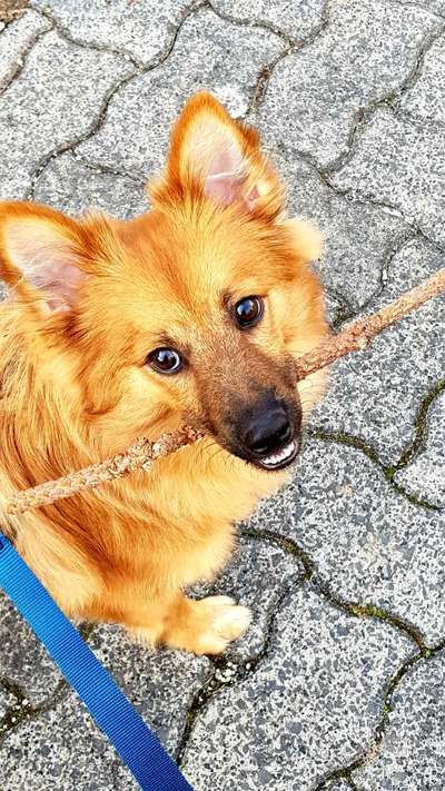 Die Dogorama Kalender Challenge 4/4-Beitrag-Bild