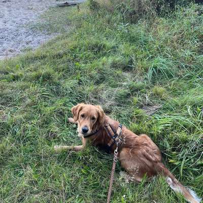 Hundetreffen-Begegnungen üben mit souveränen Hunden-Bild