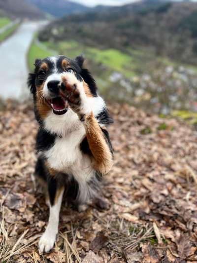 Hundetreffen-Spazieren/ Spielen / trainieren-Bild