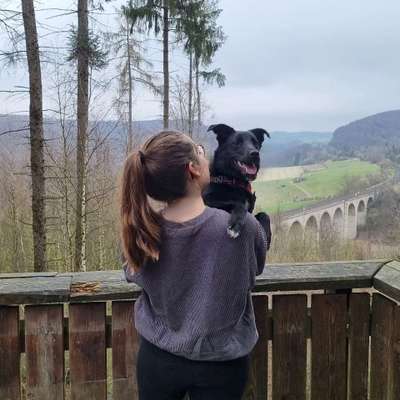 Hundetreffen-Gemeinsames Spielen und Hundebegegnungen üben